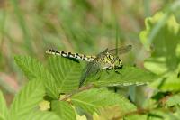 Onychogomphus forcipatus
