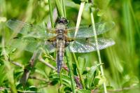 Libellula quadrimaculata