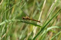 Sympetrum sanguineum
