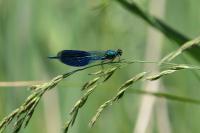 Calopteryx splendens