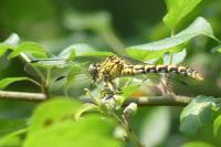 Onychogomphus forcipatus