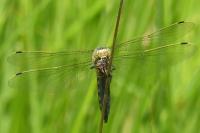 Orthetrum cancellatum