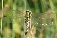 Onychogomphus forcipatus