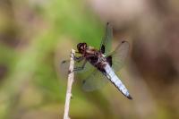 Libellula depressa