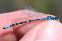 Coenagrion scitulum