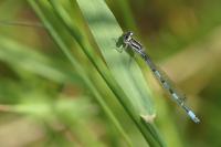 Coenagrion mercuriale