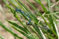 Coenagrion mercuriale