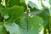 Cordulegaster boltonii