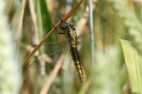 Orthetrum cancellatum