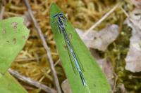 Platycnemis pennipes