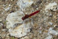 Crocothemis erythraea