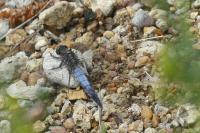 Orthetrum cancellatum