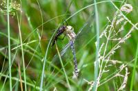 Aeshna cyanea
