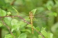 Sympetrum striolatum