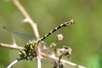 Onychogomphus forcipatus