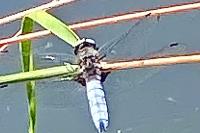 Libellula fulva
