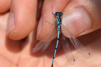 Coenagrion puella