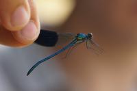 Calopteryx splendens