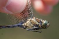 Orthetrum cancellatum