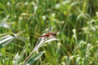 Crocothemis erythraea