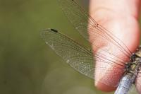 Orthetrum cancellatum