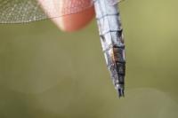 Orthetrum cancellatum