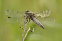 Libellula fulva