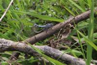 Orthetrum brunneum