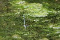 Platycnemis pennipes