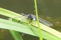 Leucorrhinia pectoralis