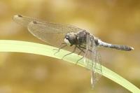 Leucorrhinia caudalis