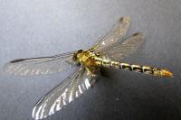 Onychogomphus forcipatus