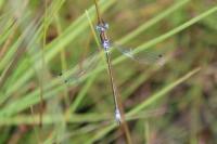 Lestes dryas