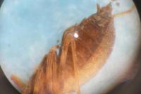 Sympetrum vulgatum