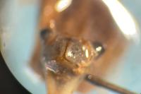 Sympetrum vulgatum