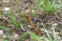Orthetrum coerulescens