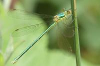 Lestes virens