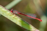 Ceriagrion tenellum