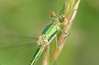 Lestes virens