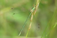 Lestes virens