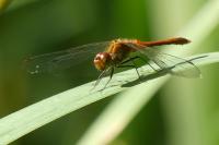 Sympetrum sanguineum