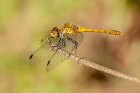 Sympetrum sanguineum