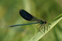 Calopteryx splendens