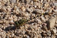 Onychogomphus forcipatus