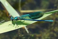 Calopteryx splendens
