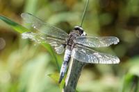 Libellula fulva