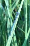 Platycnemis pennipes