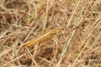 Orthetrum coerulescens