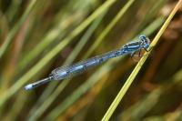 Erythromma lindenii