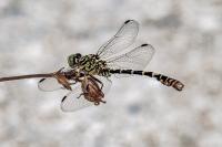 Onychogomphus forcipatus
